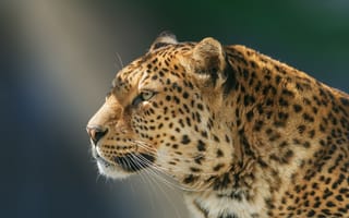 Картинка морда, профиль, дикая кошка, леопард, Олег Богданов, портрет