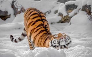 Картинка зима, снег, потягушки, дикая кошка, тигр, киса, Олег Богданов