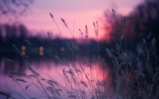 Картинка grass, pink, lake, bokeh, herb