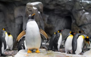 Картинка птицы, пингвины, предводитель