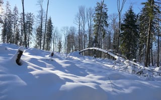 Картинка зима, снег, деревья