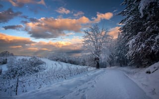 Картинка зима, дорога, снег, landscape, forest, trees, winter, road, snowy, пейзаж, деревья, snow