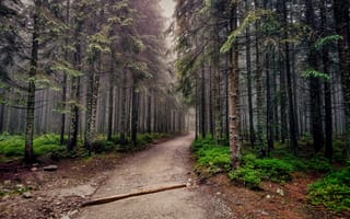 Картинка Green, Evening, Trees, Forest, Road, Fog