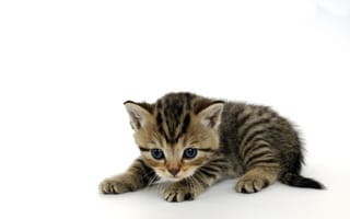 Картинка Кошка, Котенок, Малыш, Белый, Мордашка, Полосатый