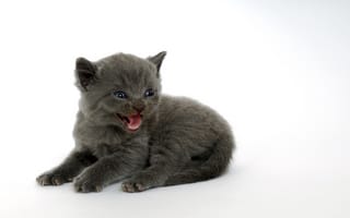 Картинка Кошка, Котенок, Мордашка, Писк, Белый, Серый, Малыш