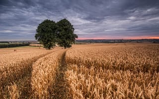 Картинка два дерева, пшеница, поле