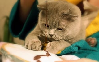 Картинка кошка, нитки, швея