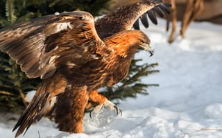 Картинка зима, снег, птица, природа, хищник, Олег Богданов, беркут