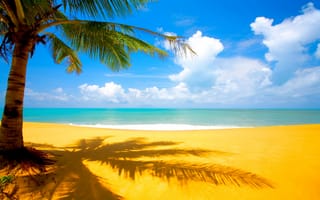 Картинка море, песок, пляж, тропики, облака, пальма