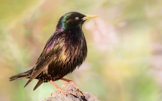 Картинка крупный план, птица, close-up, starling, скворец, размытый, bird, blurred