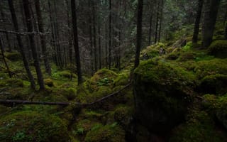 Картинка лес, деревья, мох, Хаусъярви, Финляндия, природа, камни, Finland