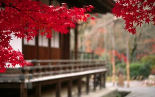 Картинка пейзаж, дерево, япония, осень, листья, ветвь