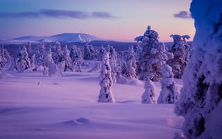 Картинка зима, снег, сугробы, Лапландия, Lapland, Finland, деревья, Финляндия