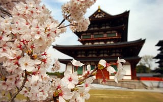 Картинка сакура, природа, дом, ветви, лепестки, япония, цветы, пагода