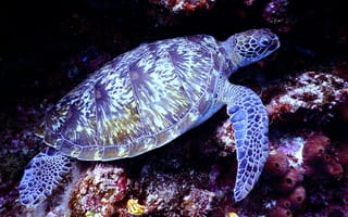 Картинка кораллы, подводный мир, corals, shell, underwater world, sea turtle, морская черепаха, панцирь
