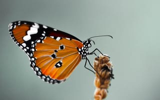 Картинка крупный план, бабочка, butterfly, blurred, close-up, размытый