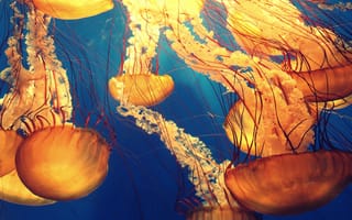 Картинка красота, медузы, на глубине, под водой, Medusozoa