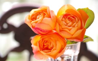 Картинка glass, garden, rose, lady emma hamilton, apricot