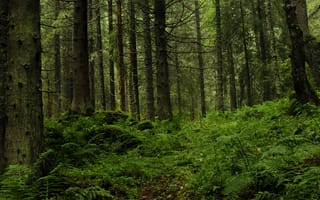 Картинка лес, деревья, природа, Румыния