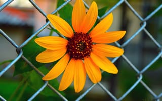 Картинка Макро, Macro, Жёлтый цветок, Yellow flower