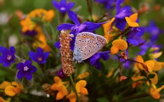 Картинка Цветы, Бабочка, Flowers, Butterfly