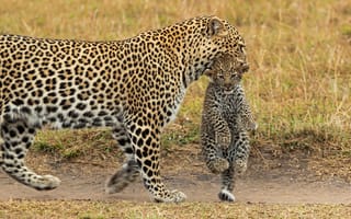 Картинка леопард, Африка, детёныш, транспортировка, дикая кошка, котёнок