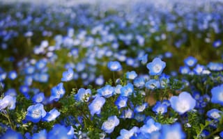 Обои цветы, боке, голубые, поле, размытость, Немофила, лепестки