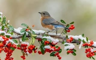 Картинка зима, листья, снег, птица, клюв, ветки, ягоды