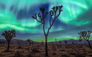 Картинка Калифорния, США, Joshua Tree National Park