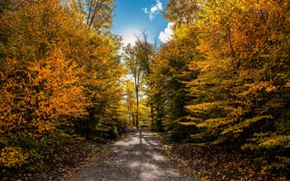 Картинка осень, листья, деревья, парк, желтый, солнце