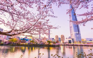 Картинка пейзаж, city, Сеул, Корея, cityscape, весна, spring, pink, сакура, sakura, South Korea, город, blossom, cherry, вишня, цветение