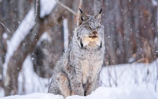 Картинка зима, снег, рысь