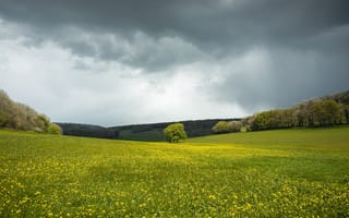 Картинка поле, лес, цветы, луг, простор, небо, деревья, рапс