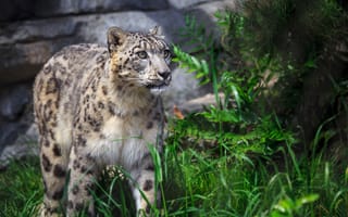 Картинка зелень, трава, кусты, ирбис, снежный барс, прогулка, камни, взгляд