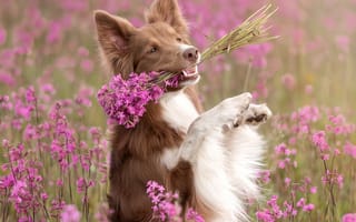 Картинка цветы, природа, поза, букетик, бордер-колли, собака, Ирина Ковалёва, пёс