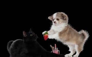 Картинка кошка, животные, Ирина Ковалёва, клубника, кот, ягода, пёс, собака