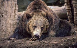 Картинка морда, поза, медведь, бурый, когти, грунт, лежит, бревно