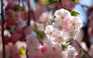Картинка цветы, свет, розовые, белые, миндаль, боке, цветение, ветки
