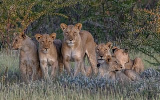 Картинка Африка, дикие кошки, львицы, гарем, львы