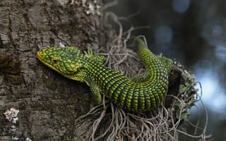 Картинка деревья, зеленый, кора, боке, рептилия, ящерица