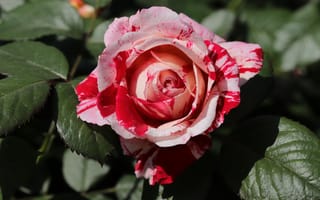 Картинка листья, макро, розовые, двухцветные, розы, цветы, с красным, полосатый