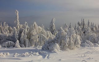 Картинка зима, иней, деревья, снег