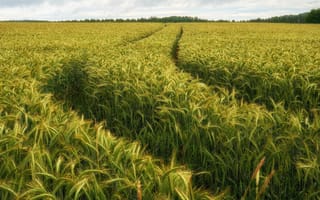 Картинка дорога, поле, лес, даль, простор, рожь, лето, облака