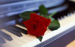 Картинка цветок, роза, пианино