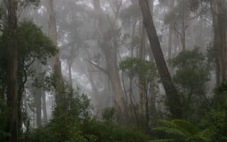 Картинка лес, деревья, дождь, Australia, природа, New South Wales, Австралия, туман