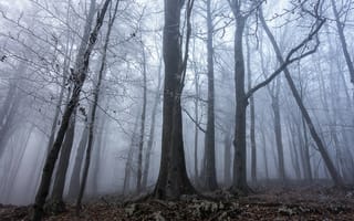 Картинка иней, лес, деревья, туман, природа