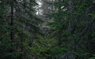 Картинка лес, деревья, Финляндия, Espoo, Эспоо, природа, Finland, Национальный парк Нууксио