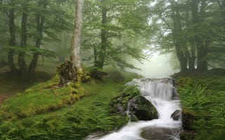 Картинка лес, деревья, речка, Catalonia, Испания, Каталония, водопад, ручей, Spain