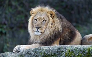 Картинка кошка, лев, ©Tambako The Jaguar, грива, взгляд, камень