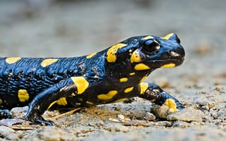 Картинка ящерица, рептилия, Саламандр, пятнистый